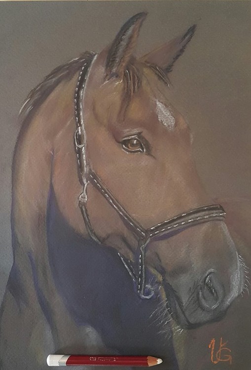 Beauty horse.....