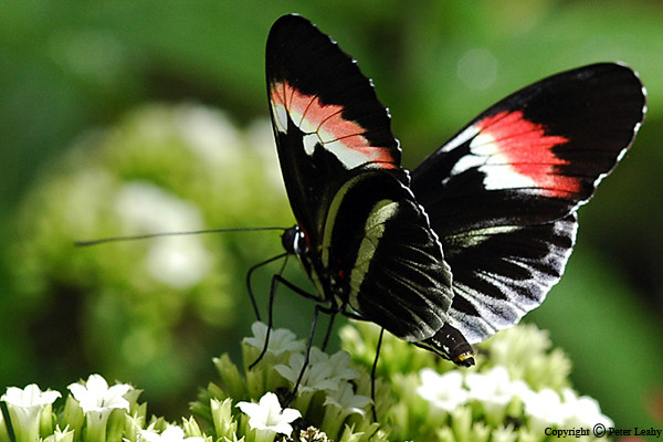 Heliconius 