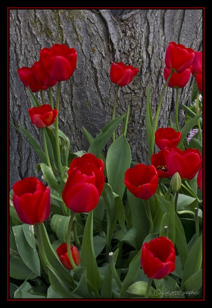 I Saw Red