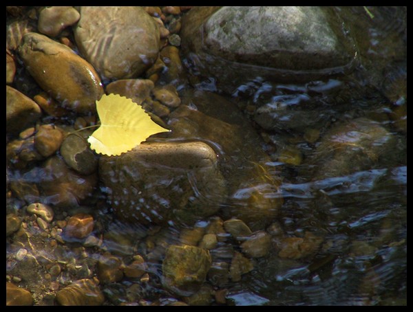 A Yellow Leaf