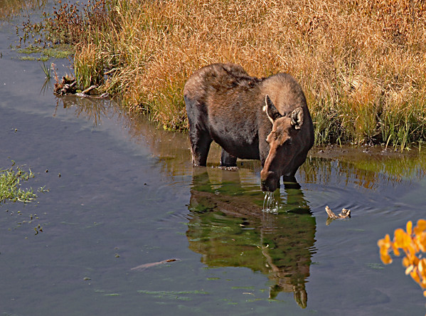 Female Moose