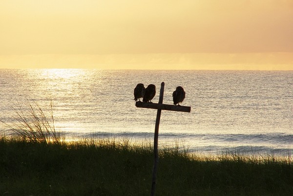 sunrise witnesses