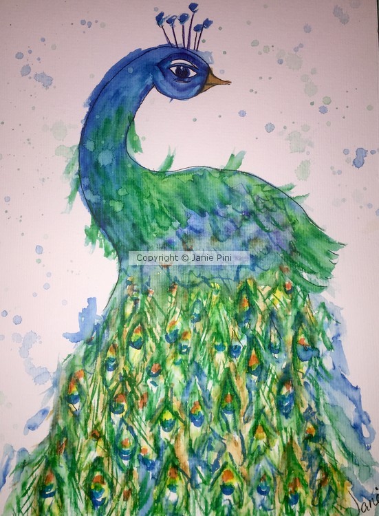 Peacock too