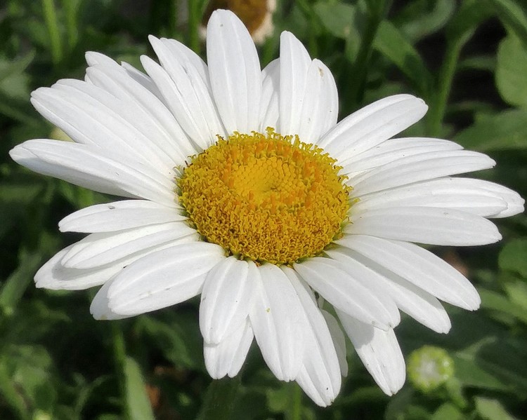 Shasta Daisy