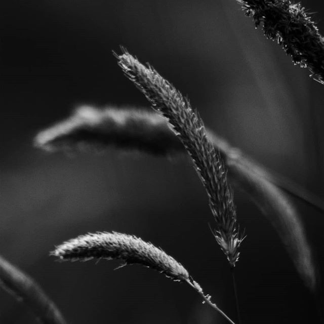 By the creek 33photography photographer eyeem eyeemphoto bw bwphotography nature closeup zagreb croa