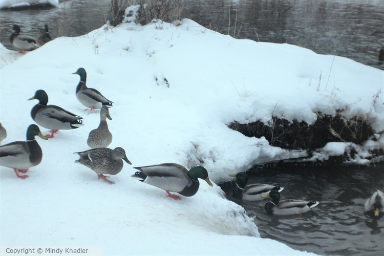 IMG 3182 (2)
