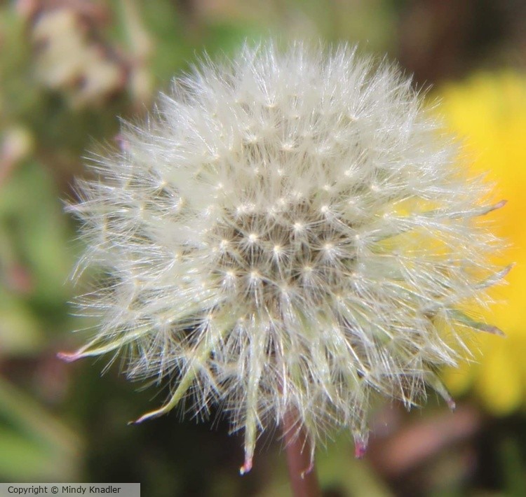 Make a Wish