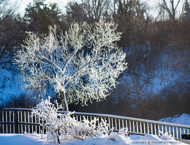 Frosty