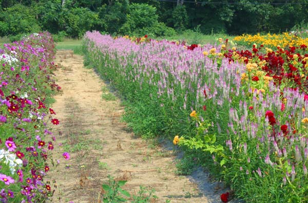Flower Patch