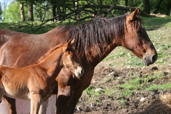 for horse lovers