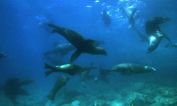 Sea Lions