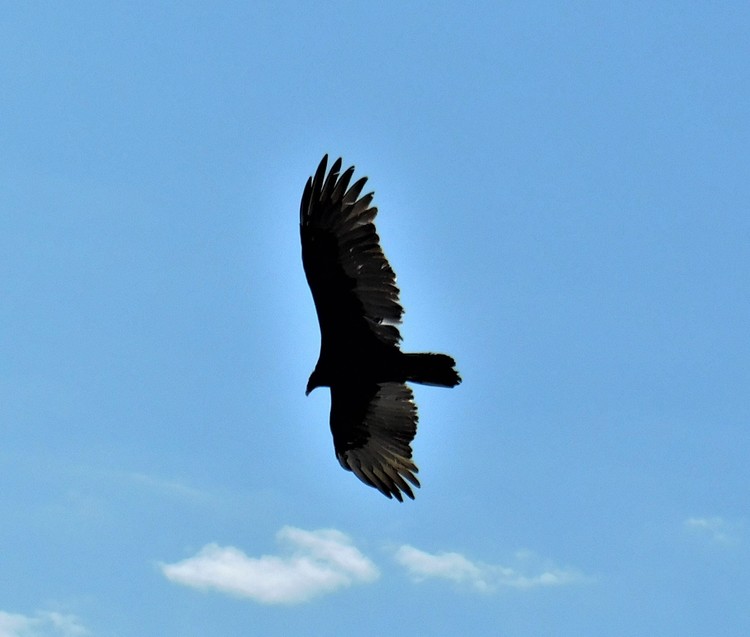 Bird in flight