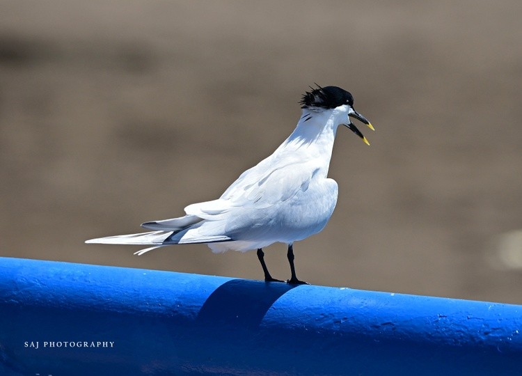 Sandwich Tern Punteanas Costa Rida