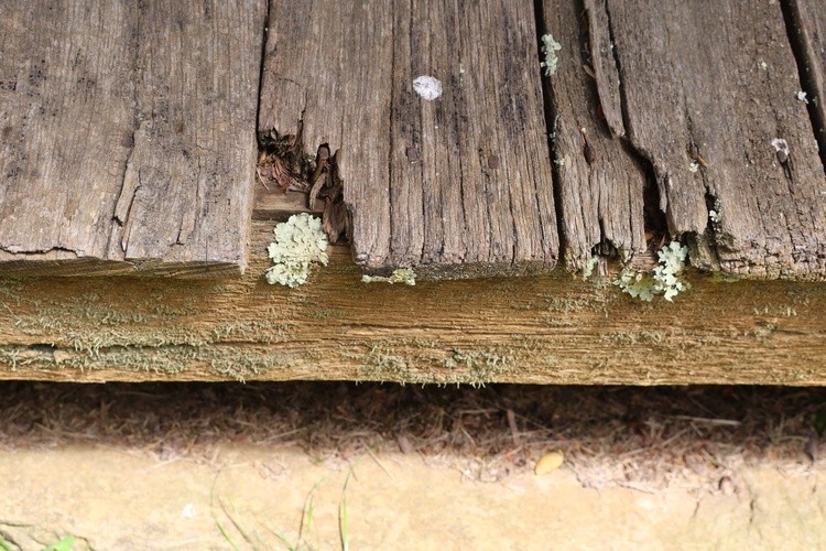 Rotted wood 1
