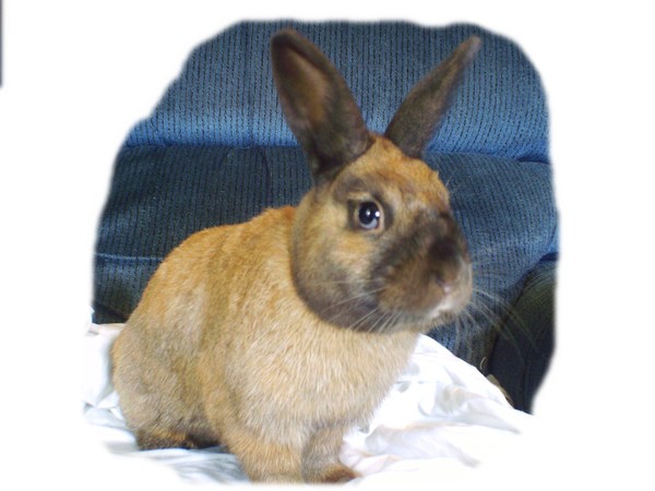 Chocolate Bunny