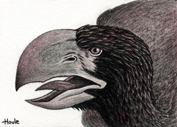 DIATRYMA