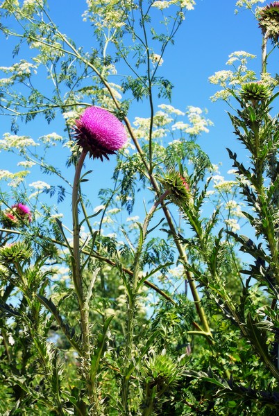 Thistle