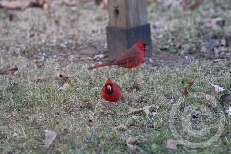 Cardinal