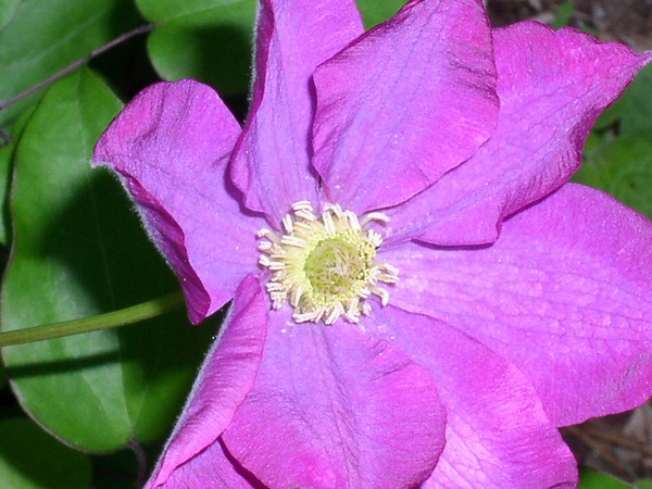 Clematis up close