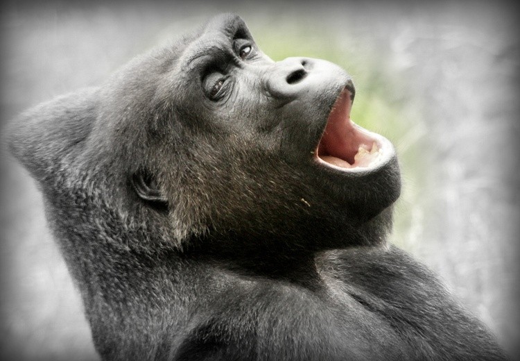 Laughing at the Sky 