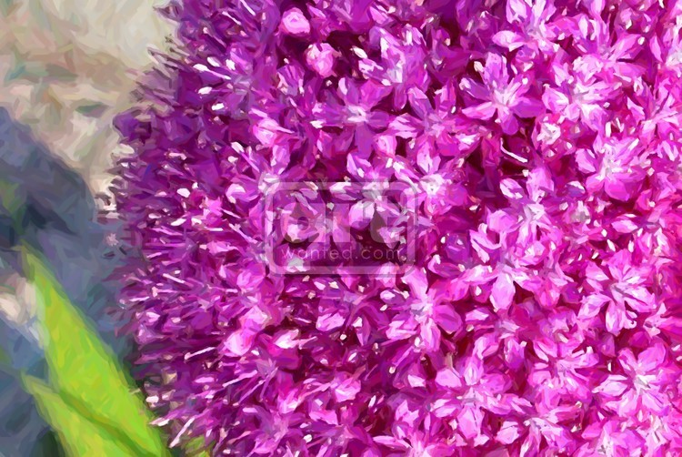 Allium Up Close