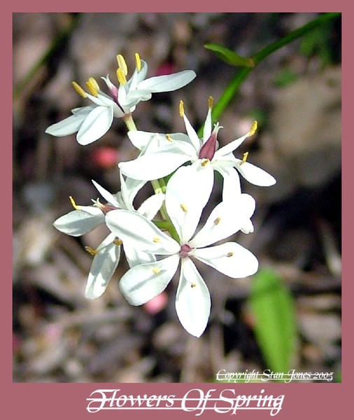 Flowers Of Spring