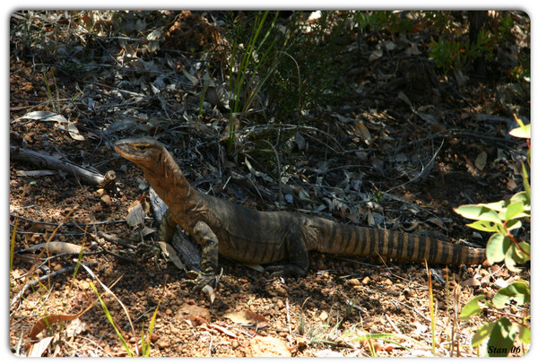 Australian Native