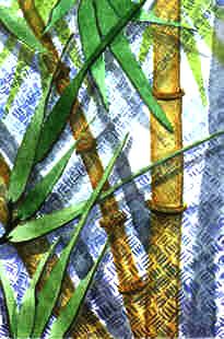 POSTCARD: Bamboo ©