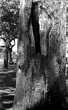 Mystery of the Tree