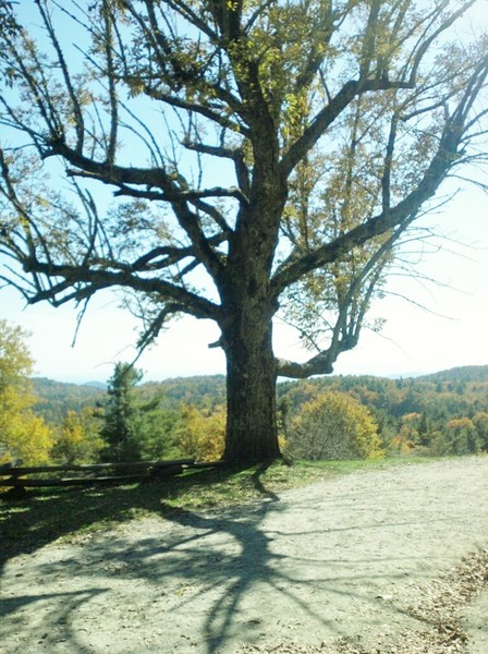 The Dreaming Tree