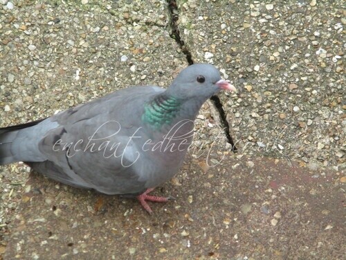 Stock Dove Pigeon