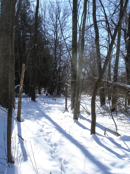 Ted Tracks in the Snow