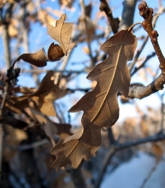 Sky Leaf