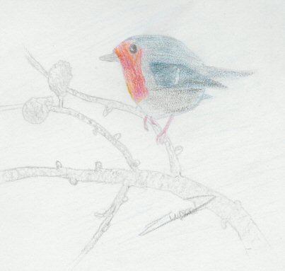 Birdy