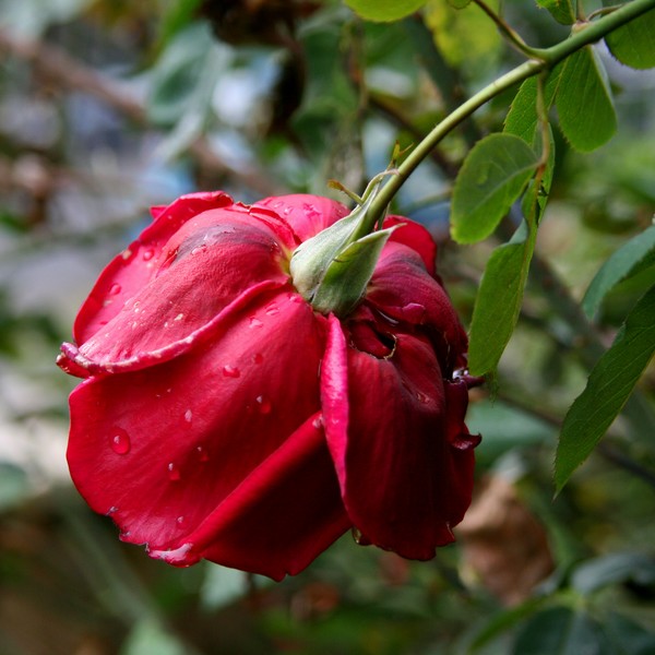 A Red, Red Rose