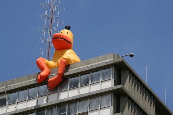Duck on a Roof