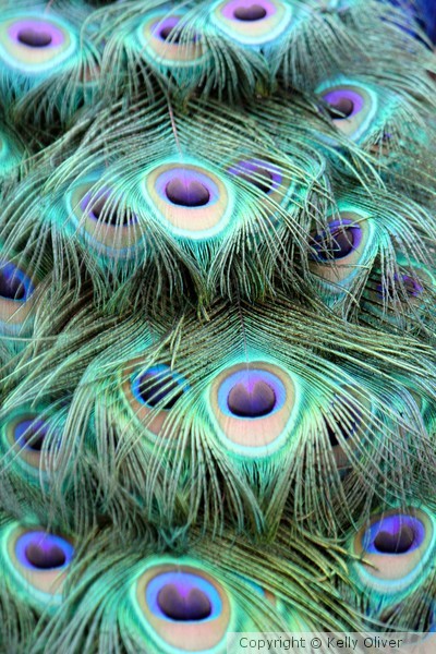 eyes