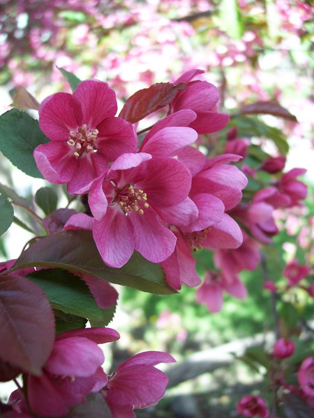Apple Blossom