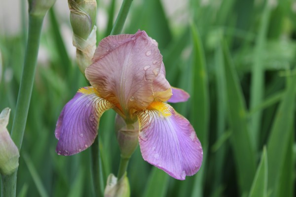 Iris flower