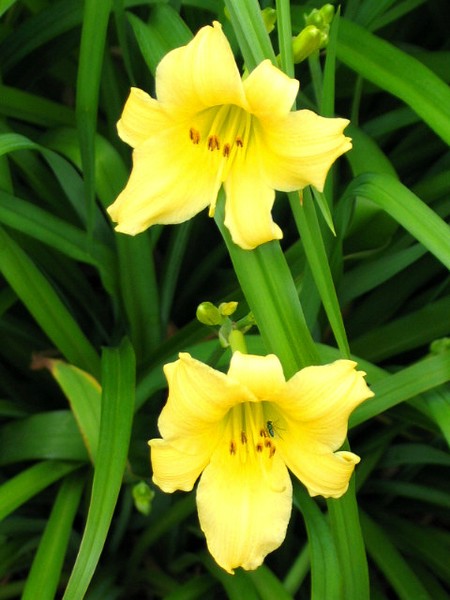 lil lillies