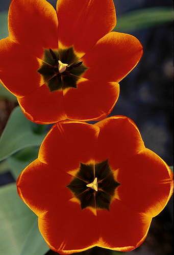 Takes Two to Tulip GF001154