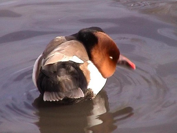 Ornithologist's nightmare! What duck is this?