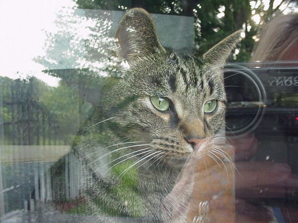 Through the window