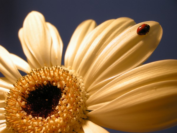 ladybug