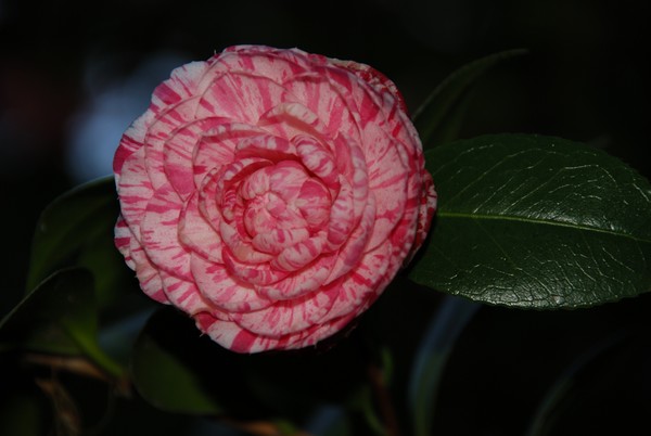 Pink & White Flower 24