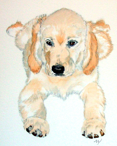 Prudence-English Golden Retriever pup