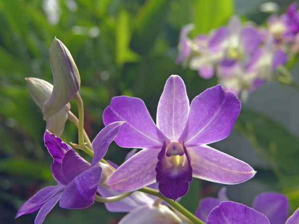 Closeup Orchid