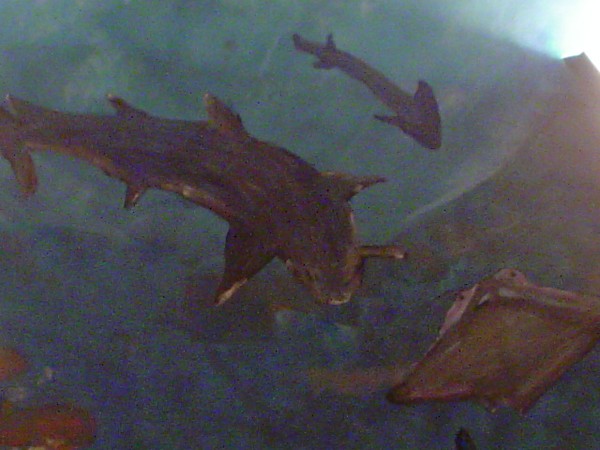 sealife