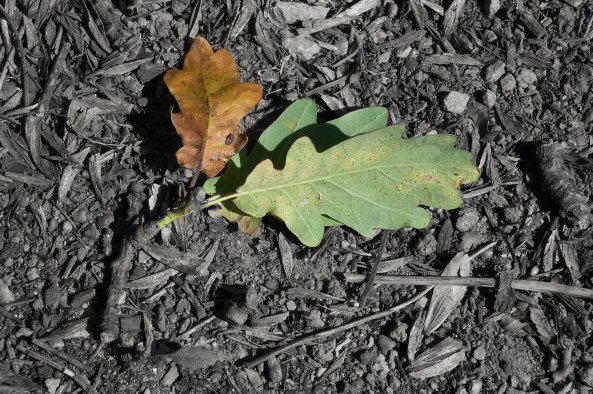 Oak Leaves