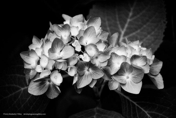 Black & White Hydrangea P8514